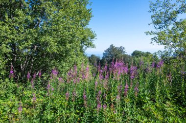 Bulgaristan 'ın Blagoevgrad bölgesinin Kongur tepesi çevresindeki Belasitsa Dağı yaz manzarası