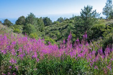Bulgaristan 'ın Blagoevgrad bölgesinin Kongur tepesi çevresindeki Belasitsa Dağı yaz manzarası