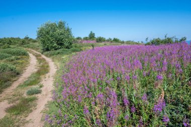 Bulgaristan 'ın Blagoevgrad bölgesinin Kongur tepesi çevresindeki Belasitsa Dağı yaz manzarası