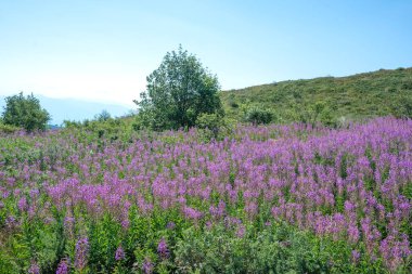 Bulgaristan 'ın Blagoevgrad bölgesinin Kongur tepesi çevresindeki Belasitsa Dağı yaz manzarası