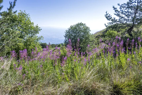 Bulgaristan 'ın Blagoevgrad bölgesinin Kongur tepesi çevresindeki Belasitsa Dağı yaz manzarası