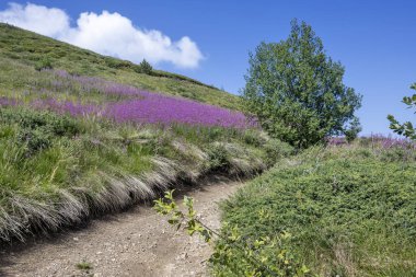 Bulgaristan 'ın Blagoevgrad bölgesinin Kongur tepesi çevresindeki Belasitsa Dağı yaz manzarası