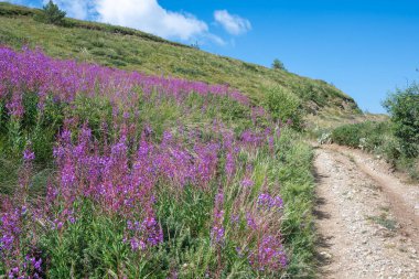 Bulgaristan 'ın Blagoevgrad bölgesinin Kongur tepesi çevresindeki Belasitsa Dağı yaz manzarası