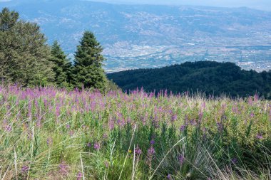 Bulgaristan 'ın Blagoevgrad bölgesinin Kongur tepesi çevresindeki Belasitsa Dağı yaz manzarası