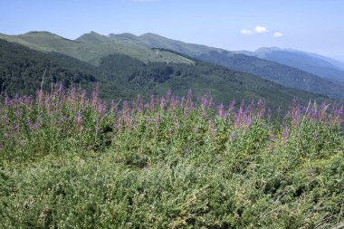 Bulgaristan 'ın Blagoevgrad bölgesinin Kongur tepesi çevresindeki Belasitsa Dağı yaz manzarası