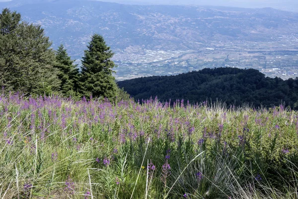 Bulgaristan 'ın Blagoevgrad bölgesinin Kongur tepesi çevresindeki Belasitsa Dağı yaz manzarası