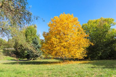 Bulgaristan 'ın Sofya kentindeki South Park' ın Muhteşem Sonbahar Manzarası