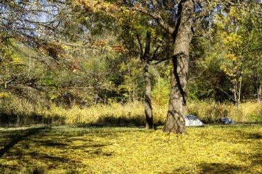 Bulgaristan 'ın Sofya kentindeki South Park' ın Muhteşem Sonbahar Manzarası