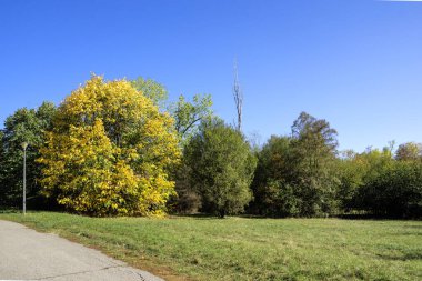 Bulgaristan 'ın Sofya kentindeki South Park' ın Muhteşem Sonbahar Manzarası