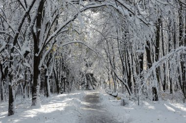Bulgaristan 'ın Sofya kentindeki South Park' ın şaşırtıcı kış manzarası