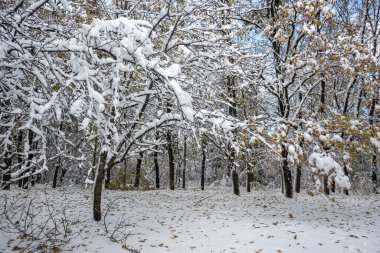 Bulgaristan 'ın Sofya kentindeki South Park' ın şaşırtıcı kış manzarası