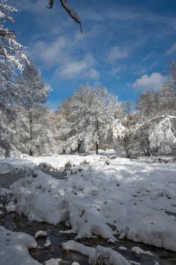 Bulgaristan 'ın Sofya kentindeki South Park' ın şaşırtıcı kış manzarası