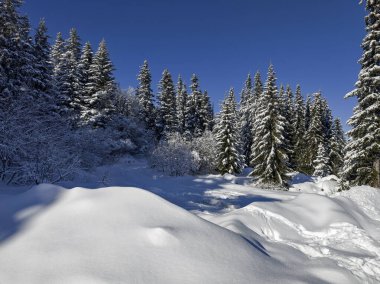 Bulgaristan 'ın Sofya Şehir Bölgesi, Vitosha Dağı' nın İnanılmaz Kış manzarası