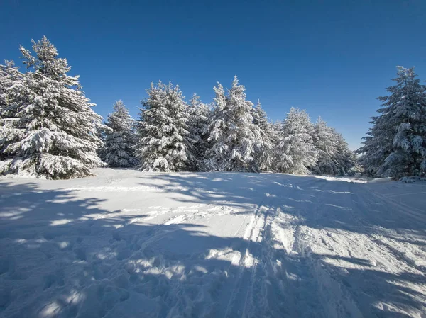 Bulgaristan 'ın Sofya Şehir Bölgesi, Vitosha Dağı' nın İnanılmaz Kış manzarası