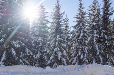 Bulgaristan 'ın Sofya Şehir Bölgesi, Vitosha Dağı' nın İnanılmaz Kış manzarası