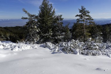 Bulgaristan 'ın Sofya Şehir Bölgesi, Vitosha Dağı' nın İnanılmaz Kış manzarası