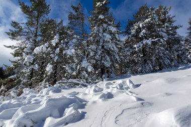 Bulgaristan 'ın Sofya Şehir Bölgesi, Vitosha Dağı' nın İnanılmaz Kış manzarası