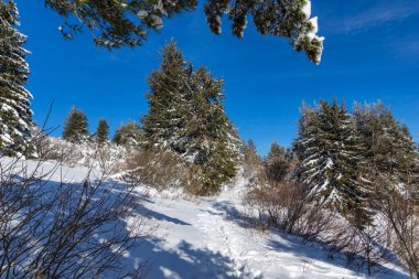 Bulgaristan 'ın Sofya Şehir Bölgesi, Vitosha Dağı' nın İnanılmaz Kış manzarası