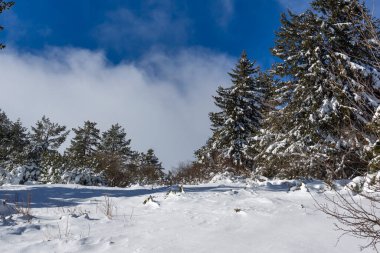 Bulgaristan 'ın Sofya Şehir Bölgesi, Vitosha Dağı' nın İnanılmaz Kış manzarası