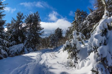 Bulgaristan 'ın Sofya Şehir Bölgesi, Vitosha Dağı' nın İnanılmaz Kış manzarası