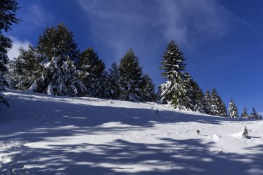 Bulgaristan 'ın Sofya Şehir Bölgesi, Vitosha Dağı' nın İnanılmaz Kış manzarası