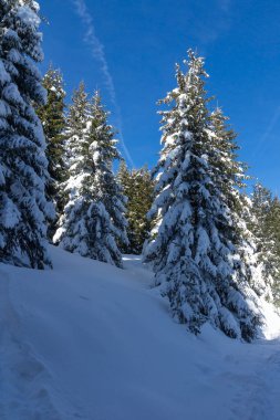 Bulgaristan 'ın Sofya Şehir Bölgesi, Vitosha Dağı' nın İnanılmaz Kış manzarası