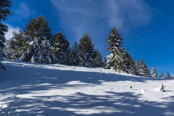 Bulgaristan 'ın Sofya Şehir Bölgesi, Vitosha Dağı' nın İnanılmaz Kış manzarası