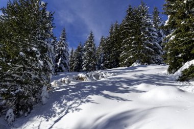 Bulgaristan 'ın Sofya Şehir Bölgesi, Vitosha Dağı' nın İnanılmaz Kış manzarası