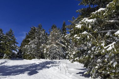 Bulgaristan 'ın Sofya Şehir Bölgesi, Vitosha Dağı' nın İnanılmaz Kış manzarası