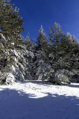 Bulgaristan 'ın Sofya Şehir Bölgesi, Vitosha Dağı' nın İnanılmaz Kış manzarası