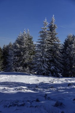 Bulgaristan 'ın Sofya Şehir Bölgesi, Vitosha Dağı' nın İnanılmaz Kış manzarası