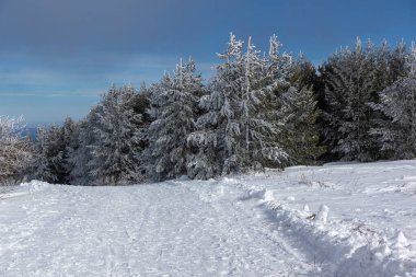 Bulgaristan 'ın Sofya Şehir Bölgesi, Vitosha Dağı' nın İnanılmaz Kış manzarası