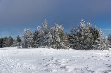 Bulgaristan 'ın Sofya Şehir Bölgesi, Vitosha Dağı' nın İnanılmaz Kış manzarası