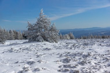 Bulgaristan 'ın Sofya Şehir Bölgesi, Vitosha Dağı' nın İnanılmaz Kış manzarası