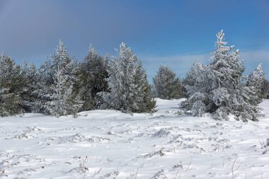 Bulgaristan 'ın Sofya Şehir Bölgesi, Vitosha Dağı' nın İnanılmaz Kış manzarası