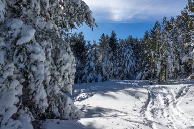Bulgaristan 'ın Sofya Şehir Bölgesi, Vitosha Dağı' nın İnanılmaz Kış manzarası