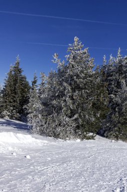 Bulgaristan 'ın Sofya Şehir Bölgesi, Vitosha Dağı' nın İnanılmaz Kış manzarası