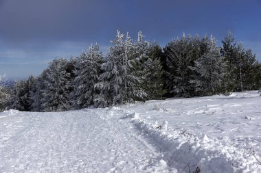 Bulgaristan 'ın Sofya Şehir Bölgesi, Vitosha Dağı' nın İnanılmaz Kış manzarası