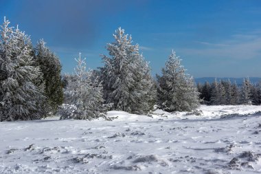 Bulgaristan 'ın Sofya Şehir Bölgesi, Vitosha Dağı' nın İnanılmaz Kış manzarası