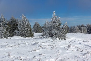 Bulgaristan 'ın Sofya Şehir Bölgesi, Vitosha Dağı' nın İnanılmaz Kış manzarası