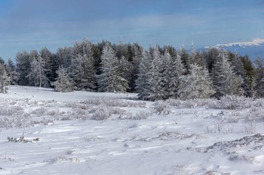 Bulgaristan 'ın Sofya Şehir Bölgesi, Vitosha Dağı' nın İnanılmaz Kış manzarası