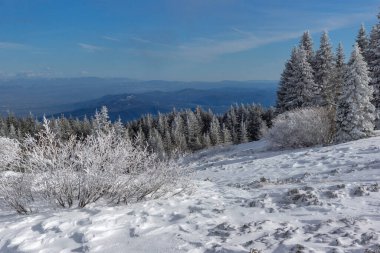 Bulgaristan 'ın Sofya Şehir Bölgesi, Vitosha Dağı' nın İnanılmaz Kış manzarası