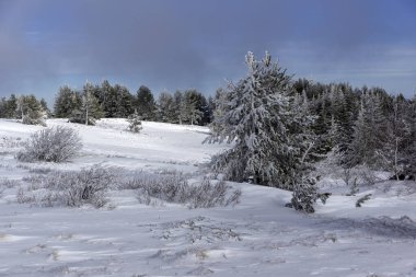 Bulgaristan 'ın Sofya Şehir Bölgesi, Vitosha Dağı' nın İnanılmaz Kış manzarası