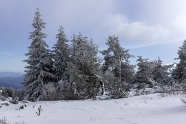 Bulgaristan 'ın Sofya Şehir Bölgesi, Vitosha Dağı' nın İnanılmaz Kış manzarası