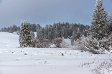Bulgaristan 'ın Sofya Şehir Bölgesi, Vitosha Dağı' nın İnanılmaz Kış manzarası