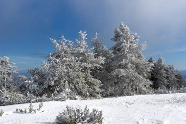 Bulgaristan 'ın Sofya Şehir Bölgesi, Vitosha Dağı' nın İnanılmaz Kış manzarası