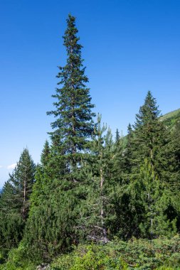 Amazing Summer landscape of Rila Mountain near Malyovitsa peak, Bulgaria