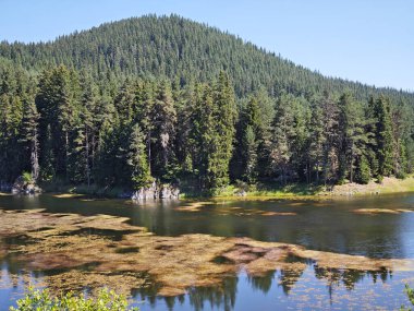 Bulgaristan 'ın Beglika Barajı Yaz manzarası, Pazardzhik Bölgesi