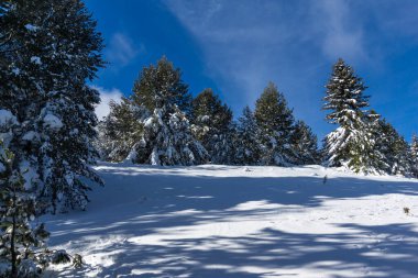 Bulgaristan 'ın Sofya Şehir Bölgesi, Vitosha Dağı' nın İnanılmaz Kış manzarası