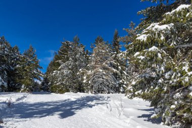 Bulgaristan 'ın Sofya Şehir Bölgesi, Vitosha Dağı' nın İnanılmaz Kış manzarası